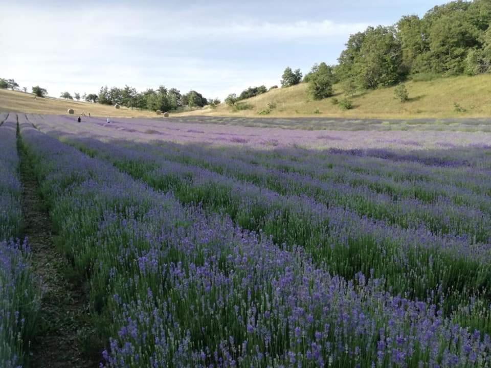 B&B I Girasoli Monte San Pietro Buitenkant foto